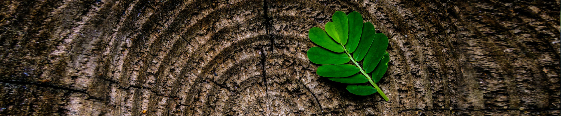 Sustainability Strategy & Governance 